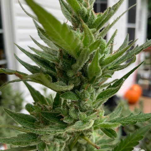 White Widow 7/25 growlog photo: Tricomes cloudy and amber 
Flush 1 post pic