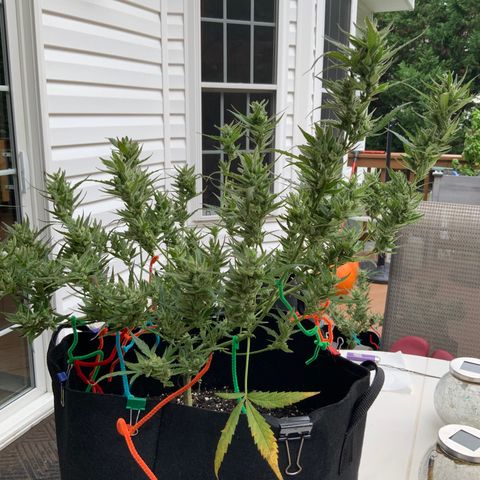 White Widow 7/25 growlog photo: Tricomes cloudy and amber 
Flush 1 post pic
