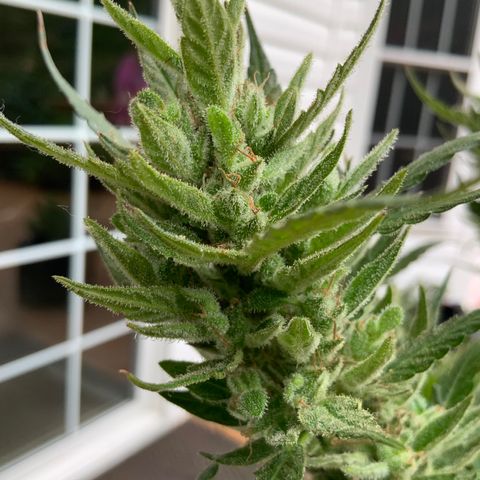 White Widow 7/25 growlog photo: Tricomes cloudy and amber 
Flush 1 post pic