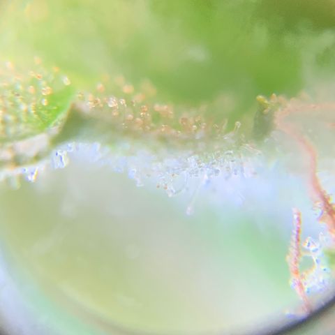 White Widow 7/25 growlog photo: Tricomes cloudy and amber 
Flush 1 post pic