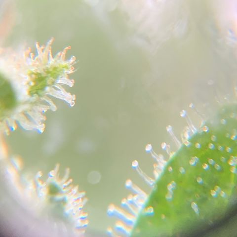 White Widow 7/25 growlog photo: Tricomes cloudy and amber 
Flush 1 post pic