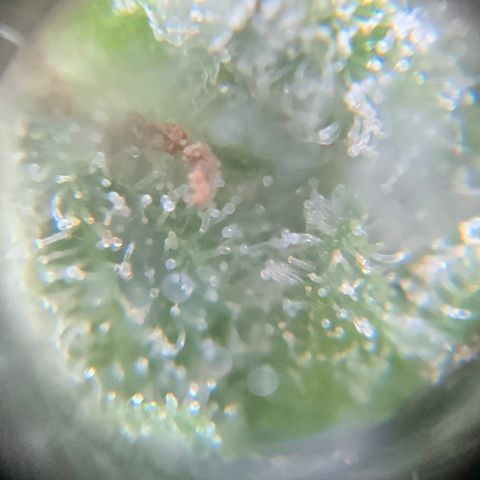 Gorilla Glue 1 7/23 growlog photo: 9a