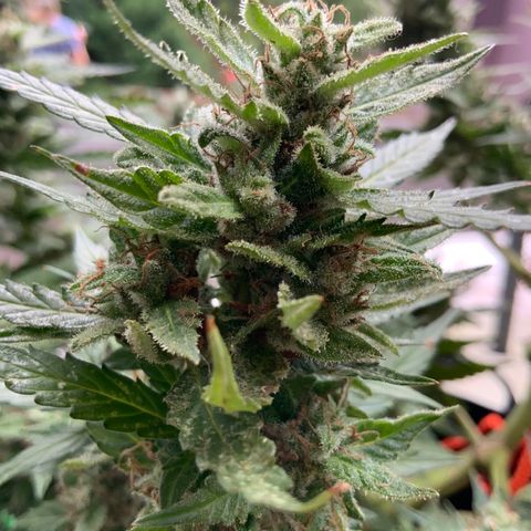 Gorilla Glue 1 7/23 growlog photo: 9a