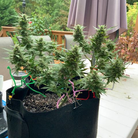 Gorilla Glue 1 7/23 growlog photo: 9a