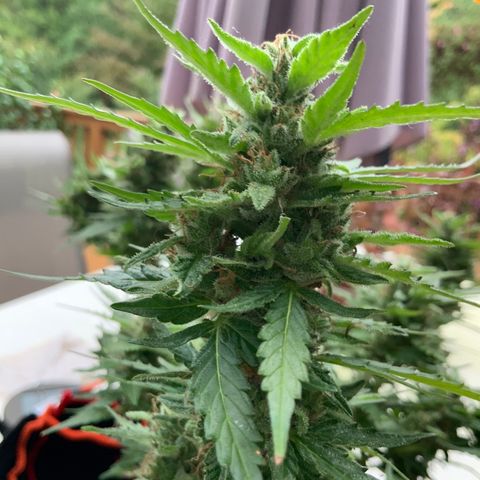 Gorilla Glue 1 7/23 growlog photo: 9a