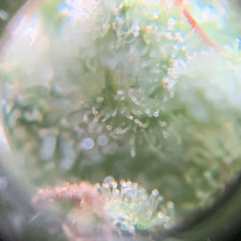 Gorilla Glue 1 7/23 growlog photo: 9a