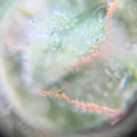 Gorilla Glue 1 7/23 growlog photo: 9a