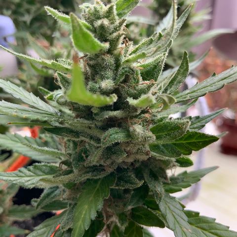 Gorilla Glue 1 7/23 growlog photo: 9a