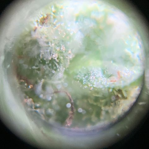 Gorilla Glue 1 7/23 growlog photo: 9a