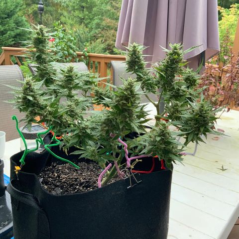 Gorilla Glue 1 7/23 growlog photo: 9a