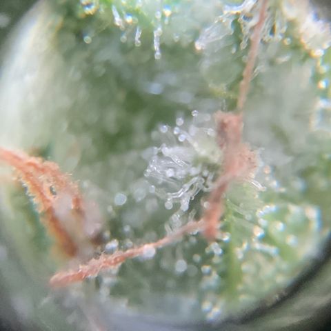 Gorilla Glue 1 7/23 growlog photo: 9a