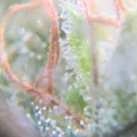 White Widow 7/25 growlog photo: 9a