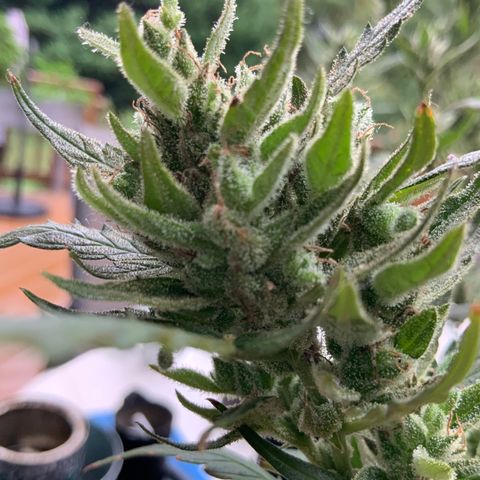 White Widow 7/25 growlog photo: 9a