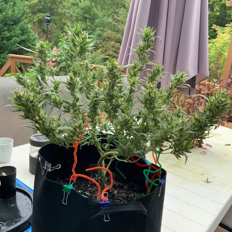 White Widow 7/25 growlog photo: 9a