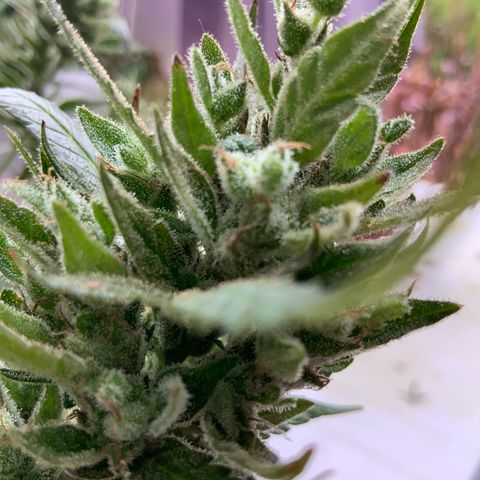 White Widow 7/25 growlog photo: 9a