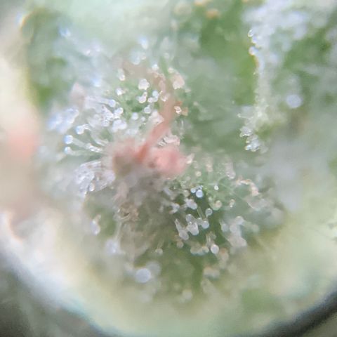White Widow 7/25 growlog photo: 9a