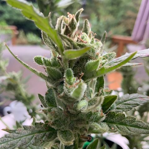 White Widow 7/25 growlog photo: 9a