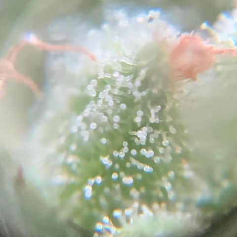 White Widow 7/25 growlog photo: 9a