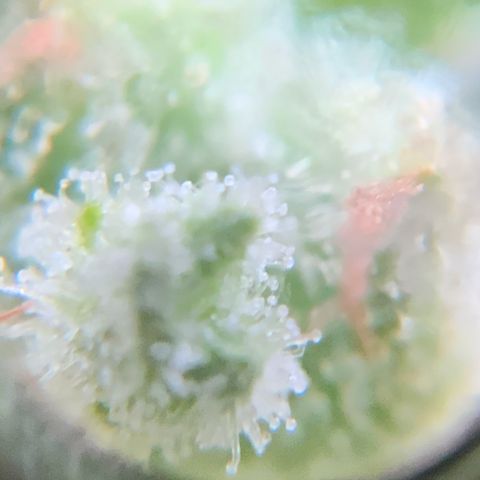 White Widow 7/25 growlog photo: 9a