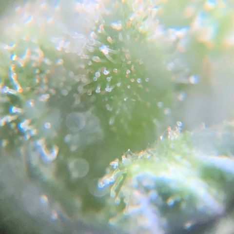 White Widow 7/25 growlog photo: 9a