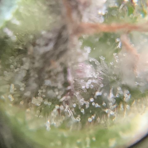 Gorilla Glue 2 7/25 growlog photo: 9a