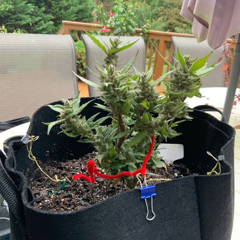 Gorilla Glue 2 7/25 growlog photo: 9a