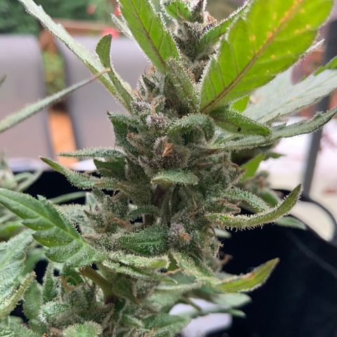 Gorilla Glue 2 7/25 growlog photo: 9a