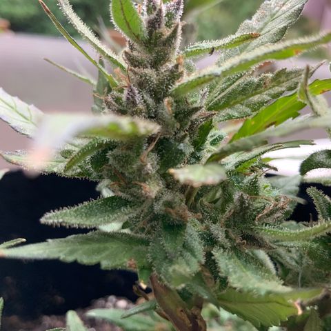 Gorilla Glue 2 7/25 growlog photo: 9a