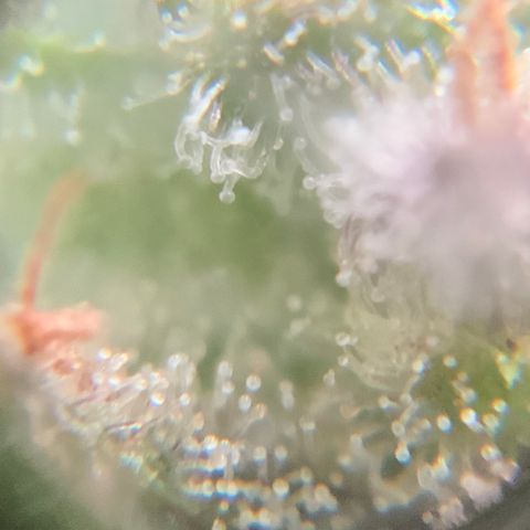 Gorilla Glue 2 7/25 growlog photo: 9a