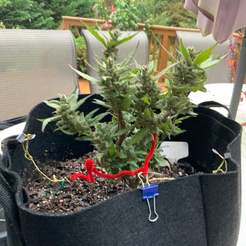 Gorilla Glue 2 7/25 growlog photo: 9a