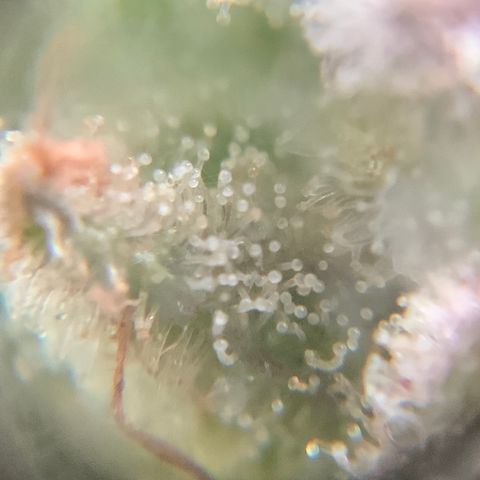 Gorilla Glue 2 7/25 growlog photo: 9a