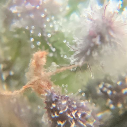 Gorilla Glue 2 7/25 growlog photo: 9a