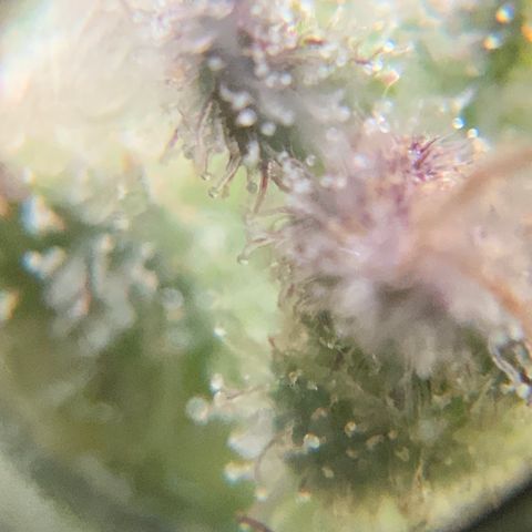 Gorilla Glue 2 7/25 growlog photo: 9a