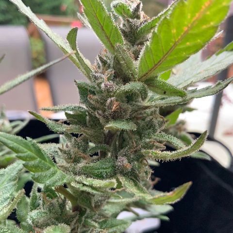 Gorilla Glue 2 7/25 growlog photo: 9a