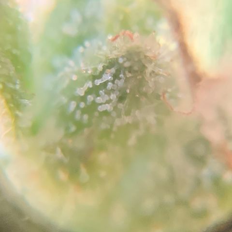 White Widow 7/25 growlog photo: 4p