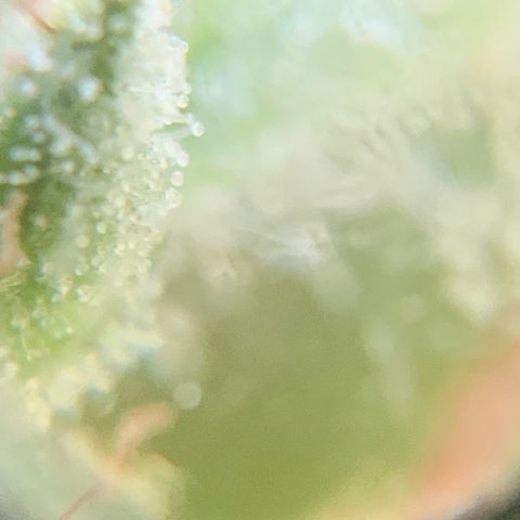 White Widow 7/25 growlog photo: 4p