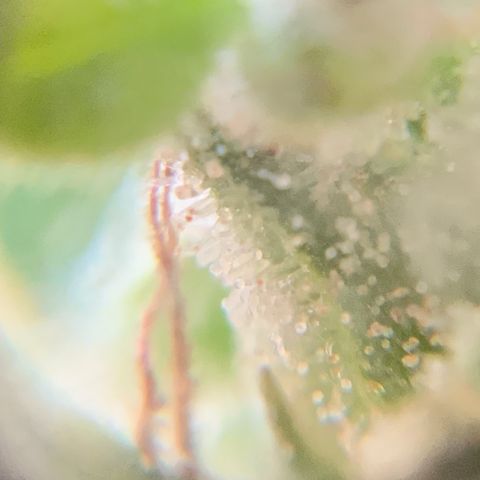 White Widow 7/25 growlog photo: 4p