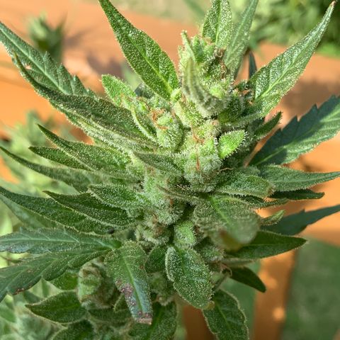 White Widow 7/25 growlog photo: 4p