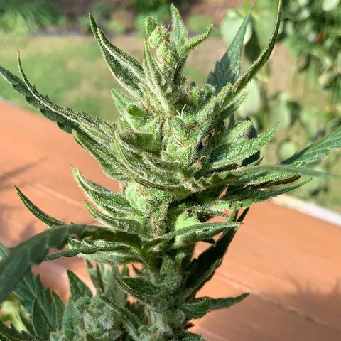 White Widow 7/25 growlog photo: 4p