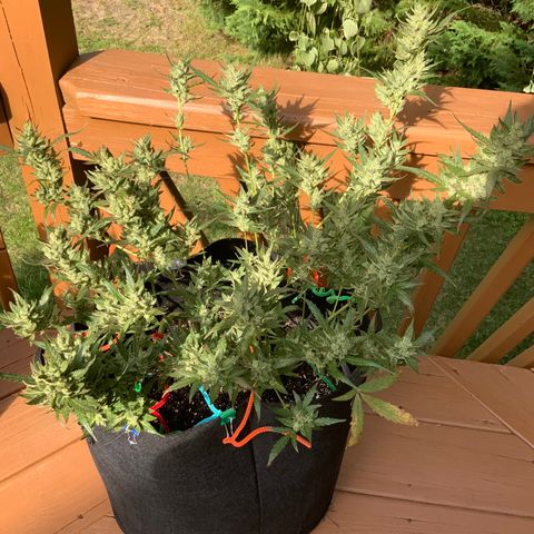White Widow 7/25 growlog photo: 4p