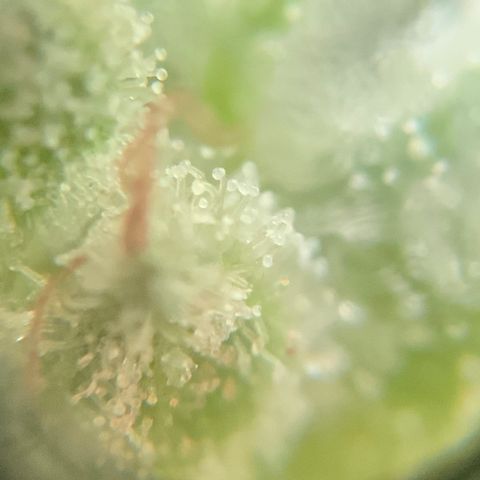 White Widow 7/25 growlog photo: 4p