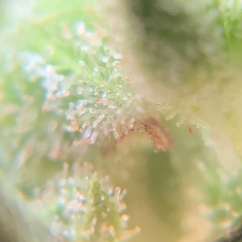 White Widow 7/25 growlog photo: 4p