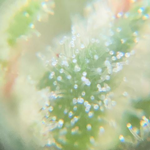 White Widow 7/25 growlog photo: 4p