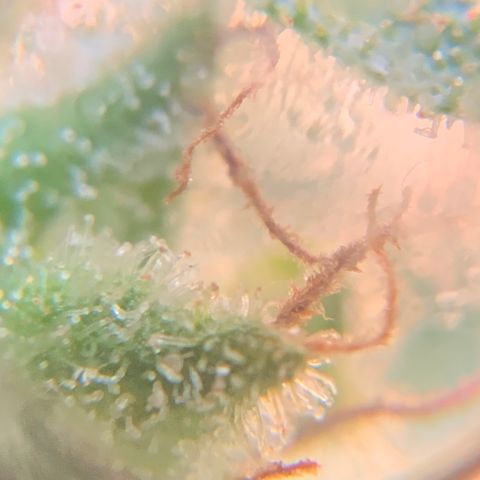 White Widow 7/25 growlog photo: 4p