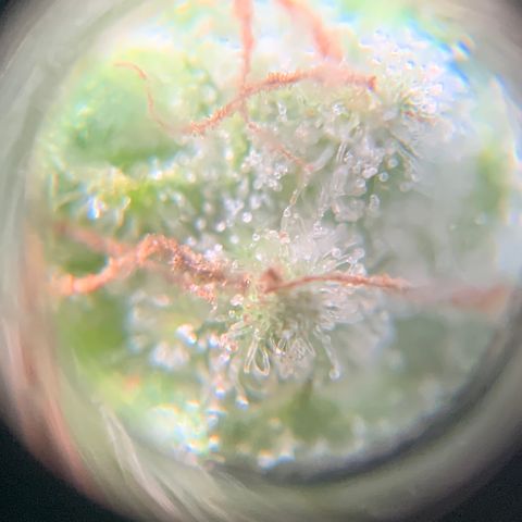 Gorilla Glue 1 7/23 growlog photo: 4p