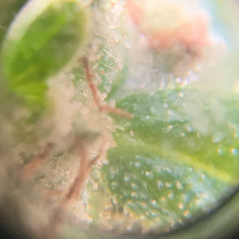 Gorilla Glue 1 7/23 growlog photo: 4p