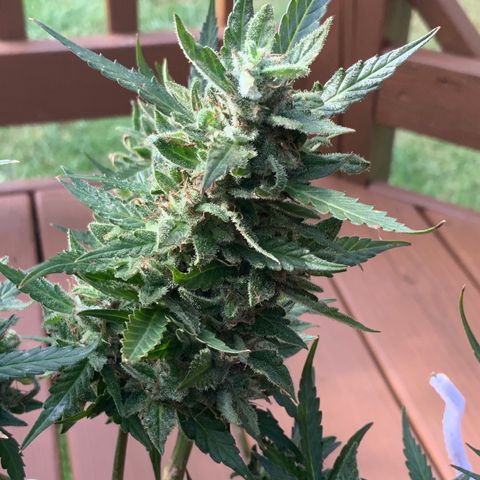 Gorilla Glue 1 7/23 growlog photo: 4p