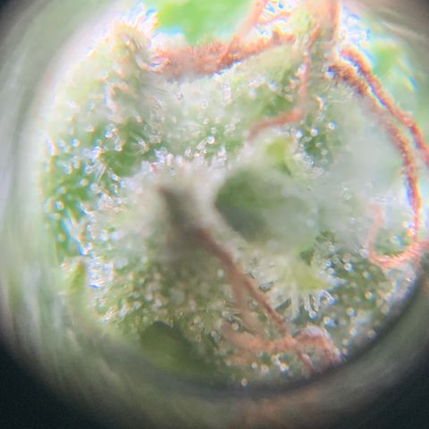 Gorilla Glue 1 7/23 growlog photo: 4p