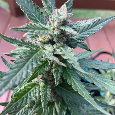 Gorilla Glue 1 7/23 growlog photo: 4p