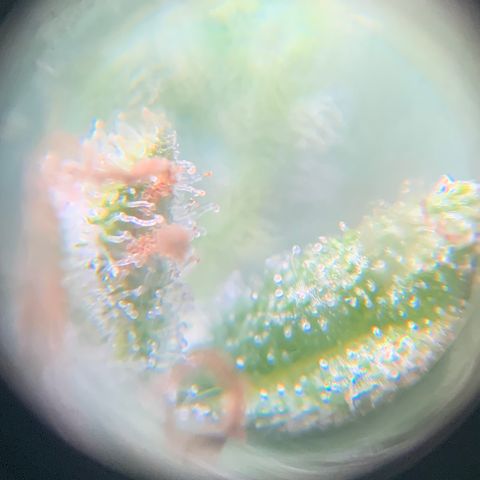 Gorilla Glue 1 7/23 growlog photo: 4p